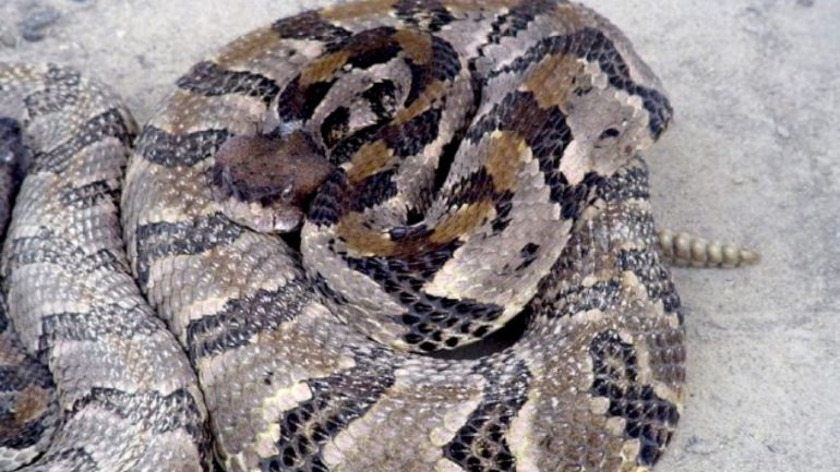 tennessee-hiker-dies-after-being-bitten-by-venomous-snake,-officials-say