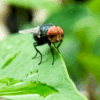 1st-human-case-of-flesh-eating-parasite-detected-in-us