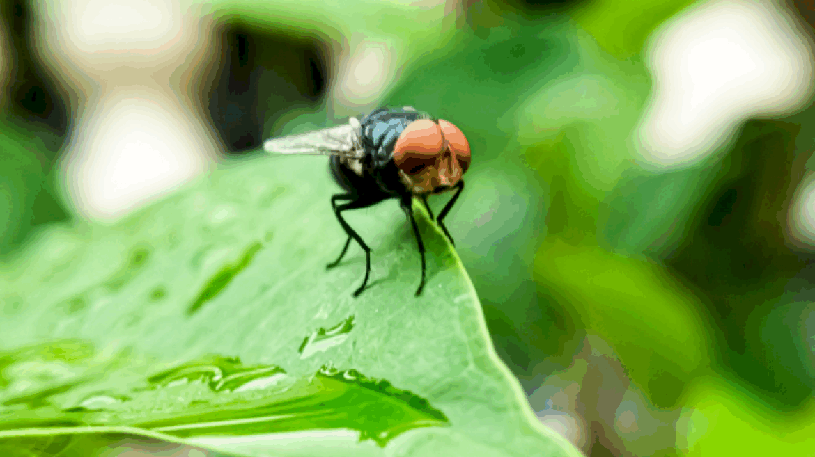 1st-human-case-of-flesh-eating-parasite-detected-in-us