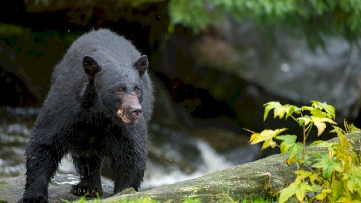 woman-suffers-‘serious-injuries’-in-bear-attack-while-on-her-morning-jog