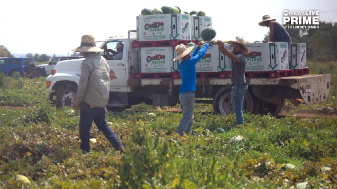 family-farm-in-idaho-faces-worker-shortage-as-trump-administration-immigration-raids-escalate