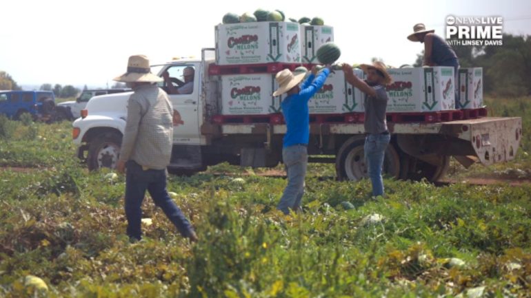 family-farm-in-idaho-faces-worker-shortage-as-trump-administration-immigration-raids-escalate