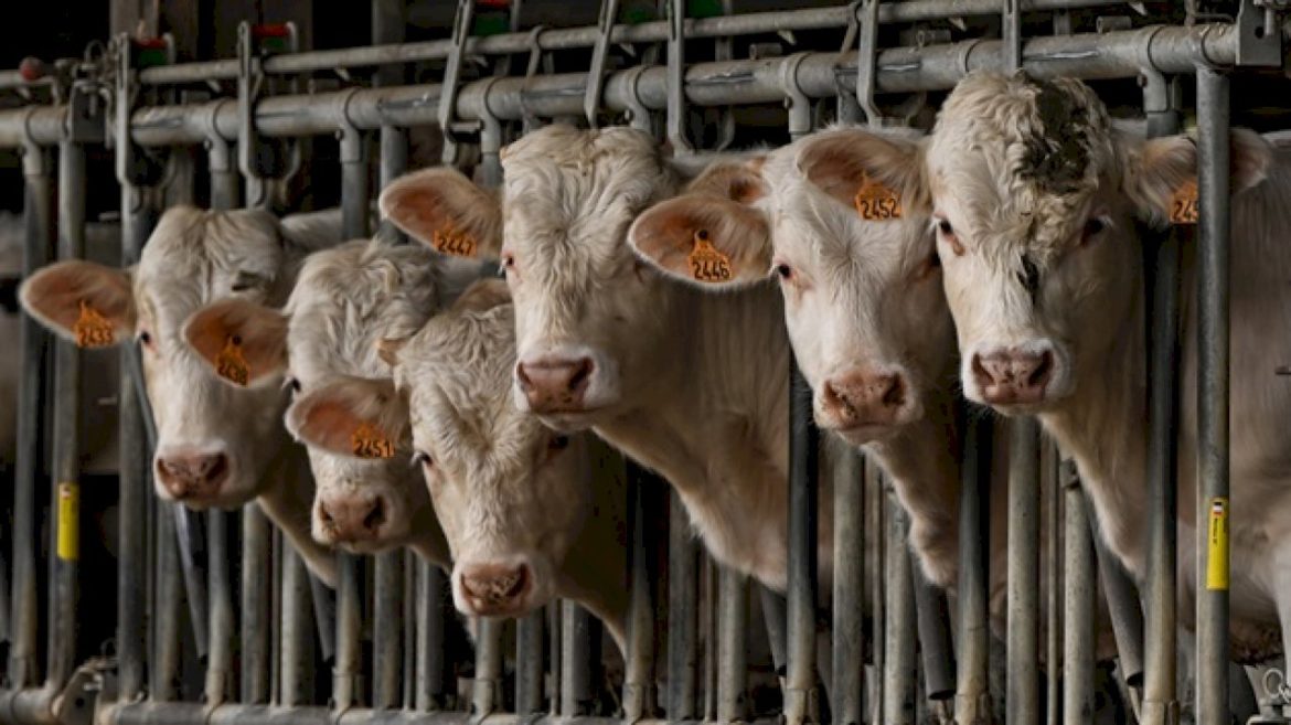 carbon-cost-of-meat-in-us:-this-is-how-many-greenhouse-gas-emissions-are-released