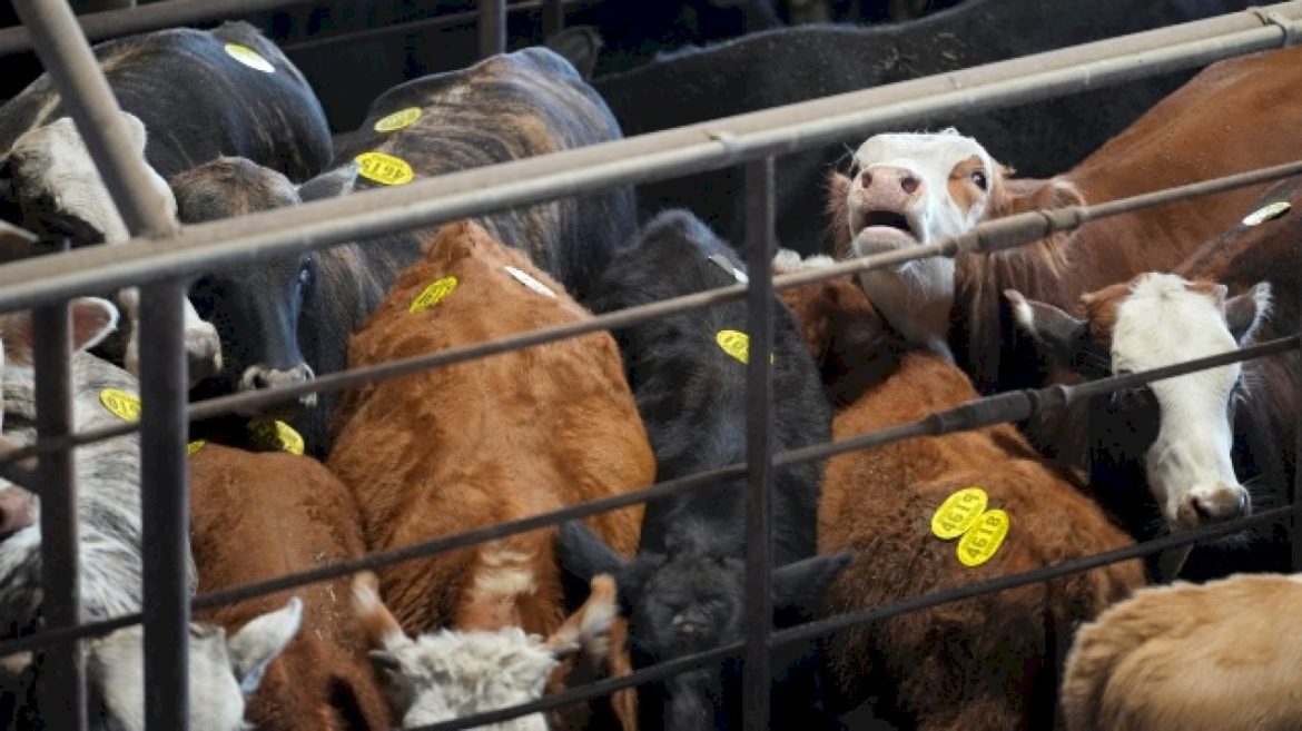 ‘misguided’:-cattlemen’s-trade-group-raises-alarm-over-trump-plan-to-import-beef-from-argentina