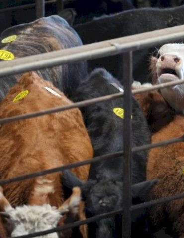 ‘misguided’:-cattlemen’s-trade-group-raises-alarm-over-trump-plan-to-import-beef-from-argentina