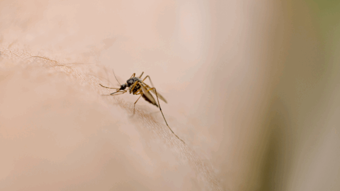 invasive-species-of-disease-carrying-mosquito-continues-to-spread-in-northern-california