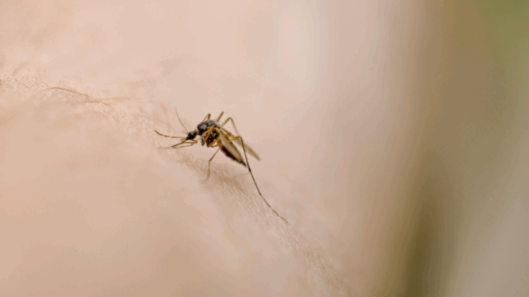 invasive-species-of-disease-carrying-mosquito-continues-to-spread-in-northern-california