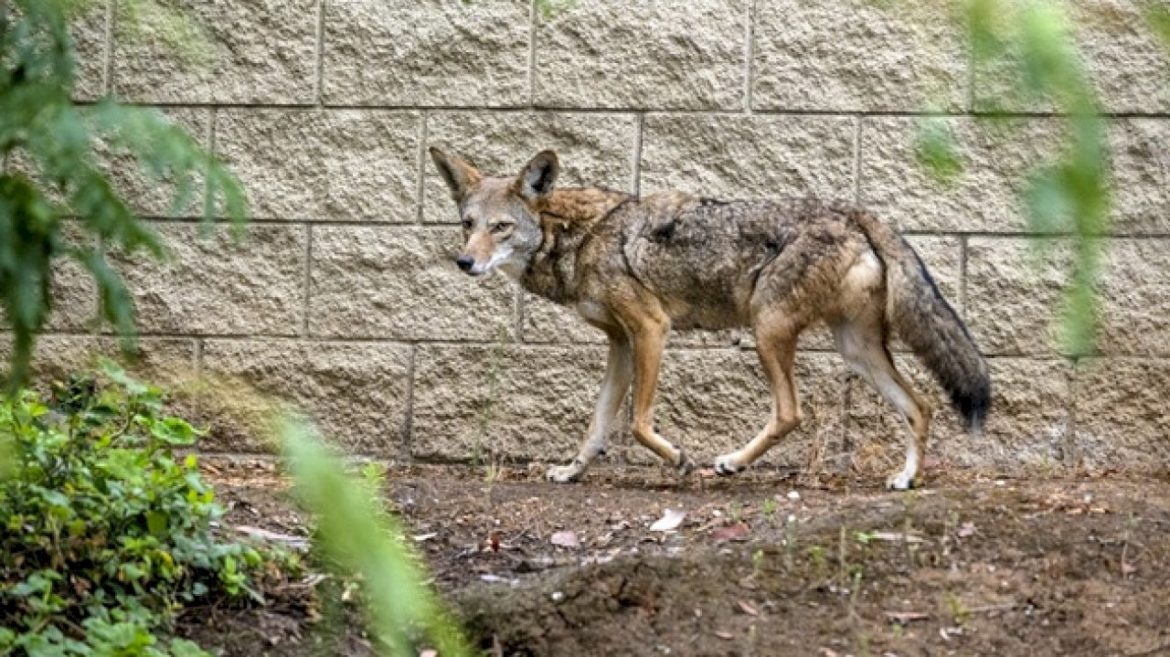 coyote-attacks,-chases-9-year-old-playing-hide-and-seek-in-oregon-yard:-officials