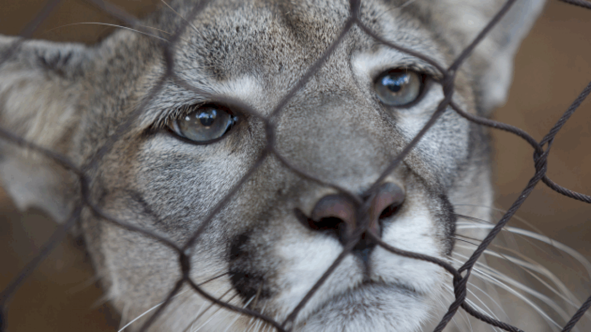 trump-administration-moves-to-narrow-the-scope-of-the-endangered-species-act:-what-that-means