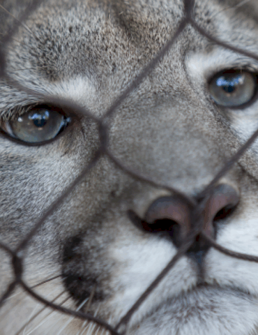 trump-administration-moves-to-narrow-the-scope-of-the-endangered-species-act:-what-that-means