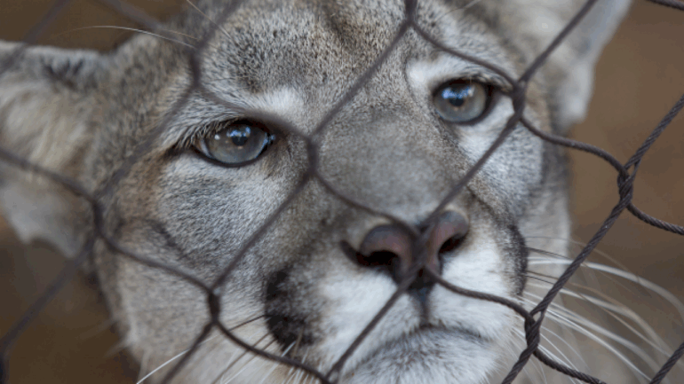 trump-administration-moves-to-narrow-the-scope-of-the-endangered-species-act:-what-that-means