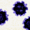 us-cases-of-norovirus-on-the-rise-with-double-the-rate-of-positive-tests-since-august