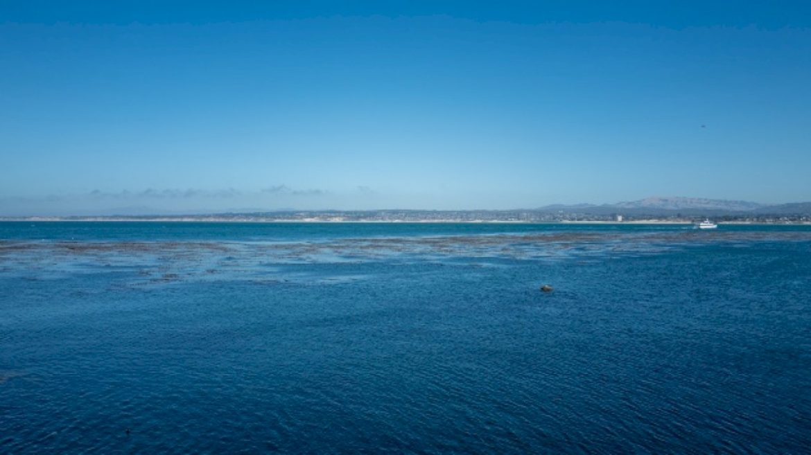 body-discovered-after-swimmer-went-missing-in-possible-shark-attack-in-california