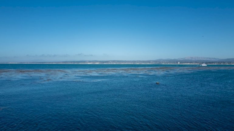 body-discovered-after-swimmer-went-missing-in-possible-shark-attack-in-california