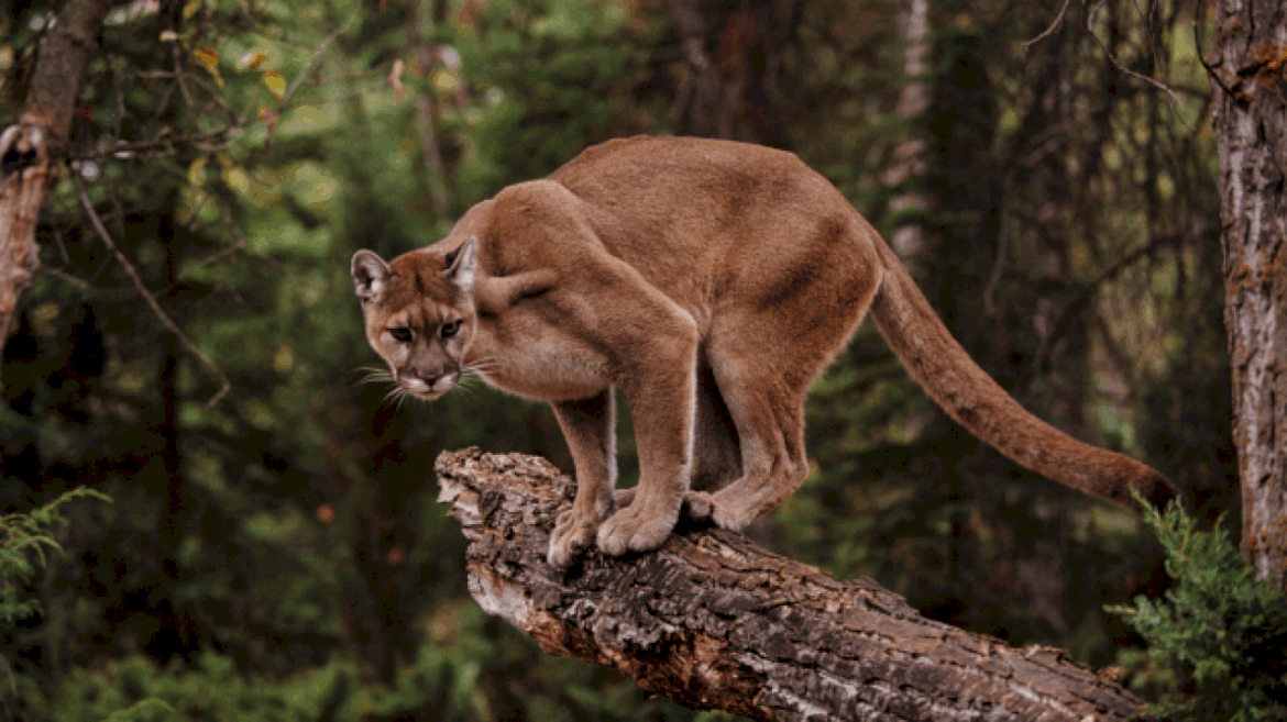 colorado-hiker-killed-in-mountain-lion-attack:-officials