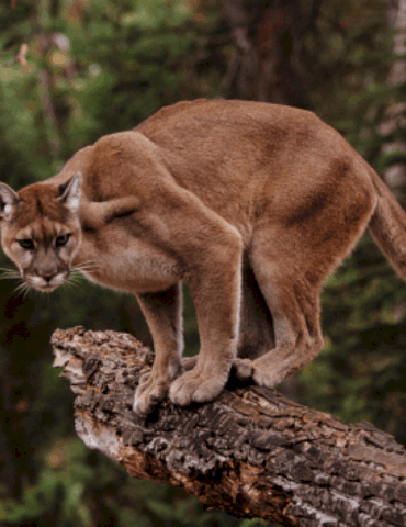 colorado-hiker-killed-in-mountain-lion-attack:-officials