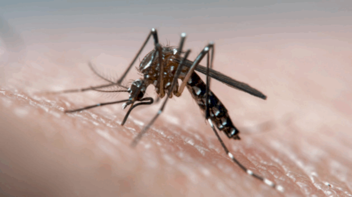 shrinking-forests-are-giving-mosquitoes-a-greater-taste-for-human-blood,-study-suggests