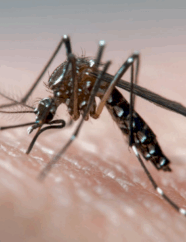 shrinking-forests-are-giving-mosquitoes-a-greater-taste-for-human-blood,-study-suggests