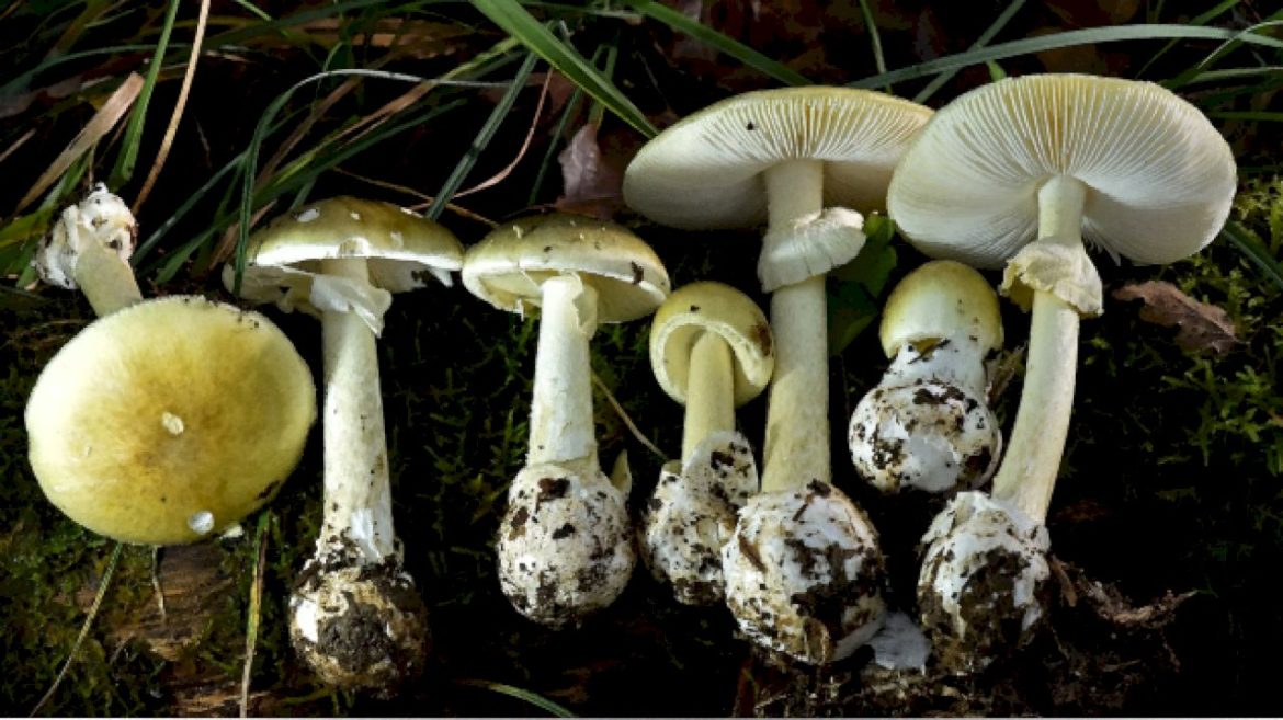 3-deaths,-dozens-of-illnesses-linked-to-california-poisonous-mushroom-outbreak:-officials