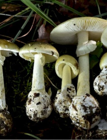 3-deaths,-dozens-of-illnesses-linked-to-california-poisonous-mushroom-outbreak:-officials