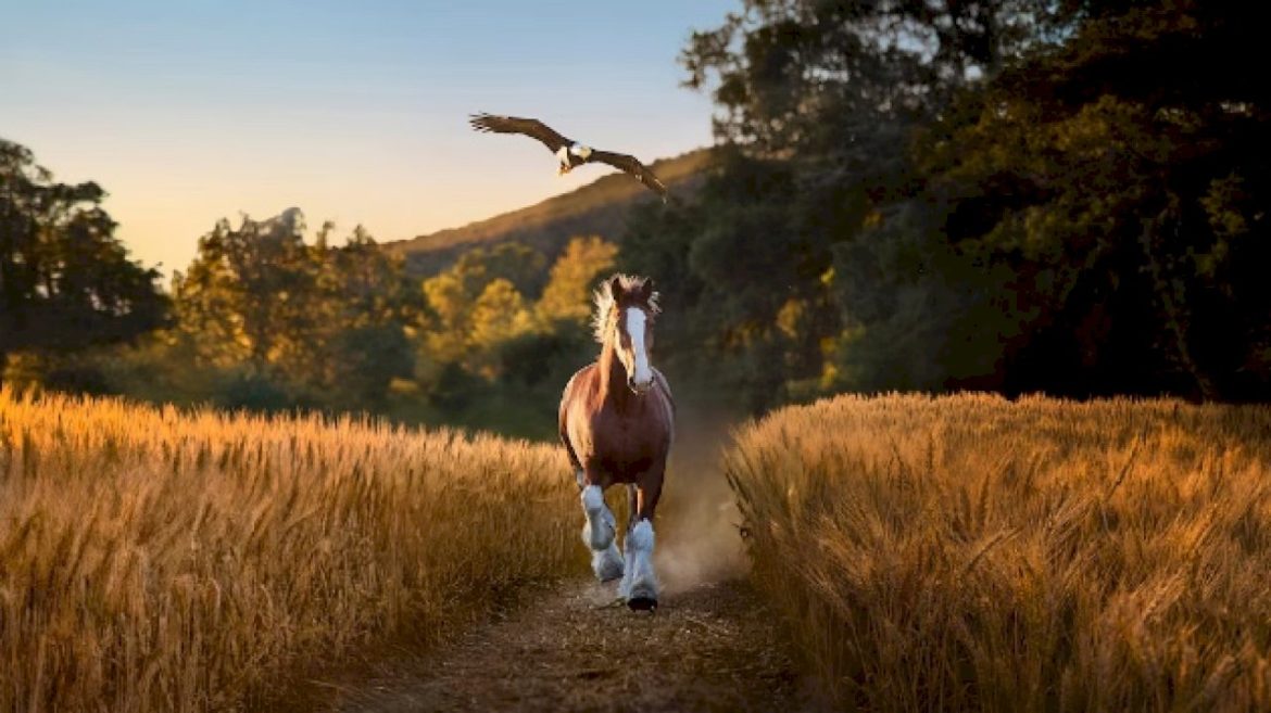 lynyrd-skynyrd’s-‘free-bird’-featured-in-budweiser-super-bowl-lx-commercial