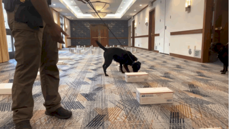 federal-law-enforcement’s-bomb-sniffing-dogs-are-helping-to-secure-super-bowl