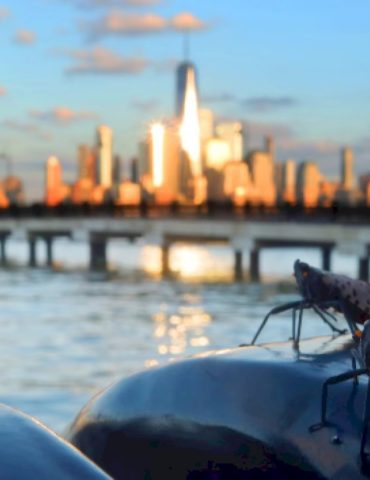 why-invasive-spotted-lanternflies-are-thriving-in-the-us