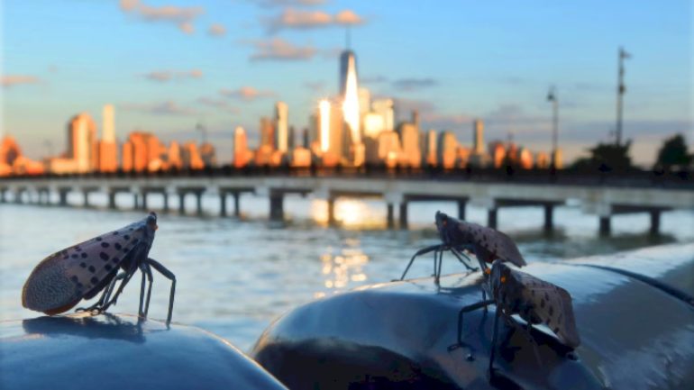 why-invasive-spotted-lanternflies-are-thriving-in-the-us