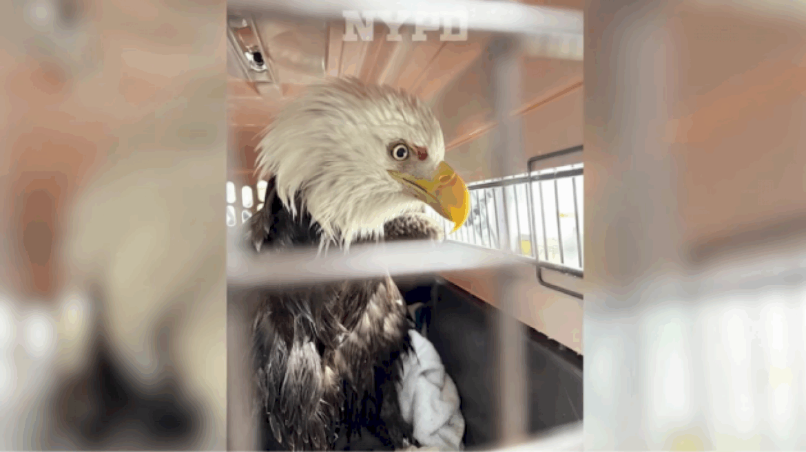 nypd-officers-who-helped-rescue-injured-bald-eagle-on-hudson-river-speak-out