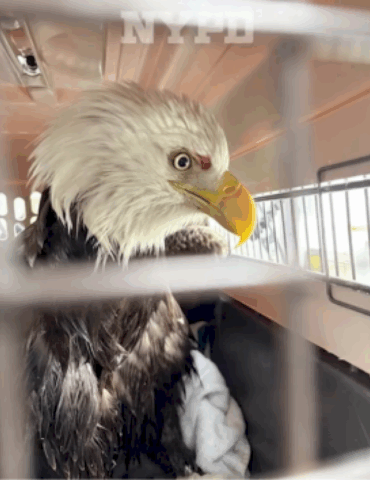 nypd-officers-who-helped-rescue-injured-bald-eagle-on-hudson-river-speak-out
