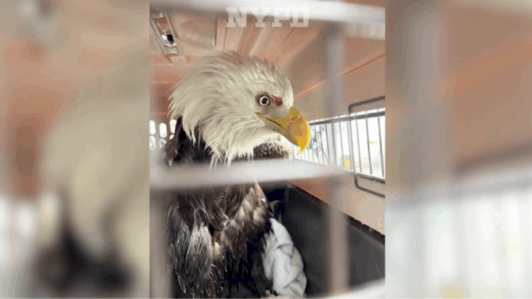 nypd-officers-who-helped-rescue-injured-bald-eagle-on-hudson-river-speak-out