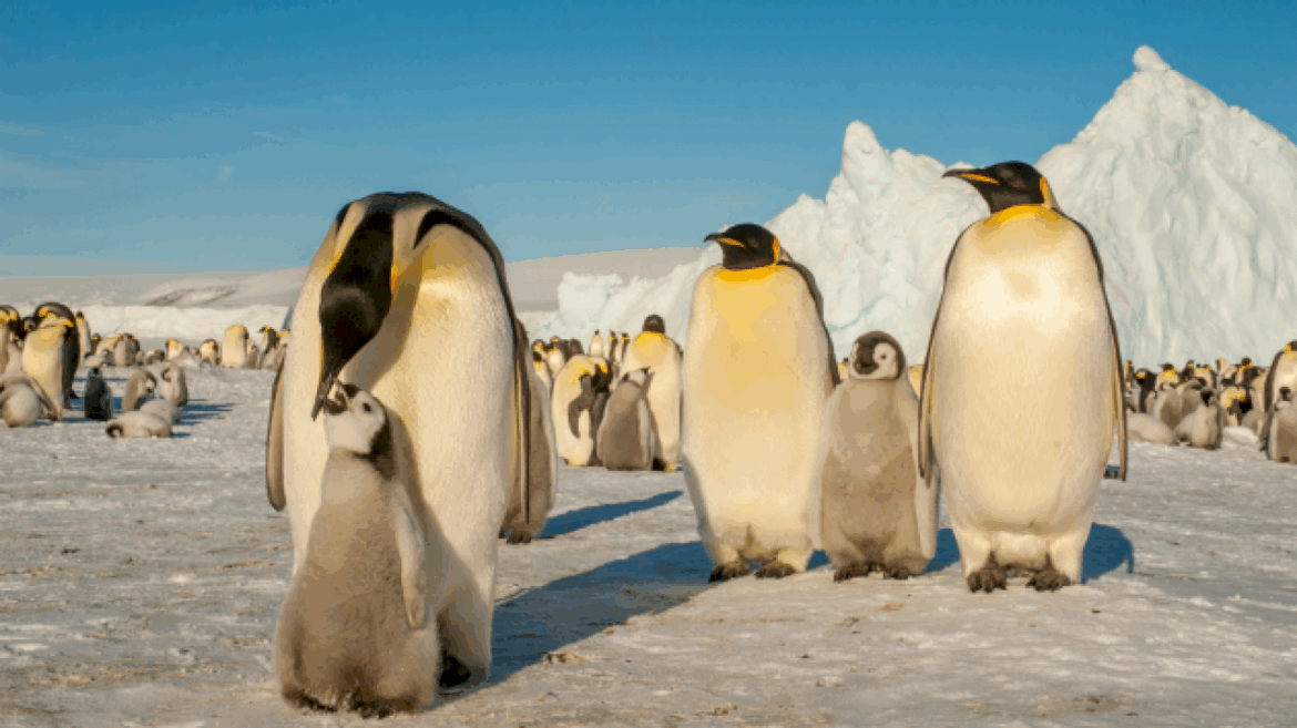 emperor-penguin,-antarctic-fur-seal-now-listed-as-endangered-in-updated-iucn-red-list