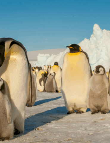 emperor-penguin,-antarctic-fur-seal-now-listed-as-endangered-in-updated-iucn-red-list