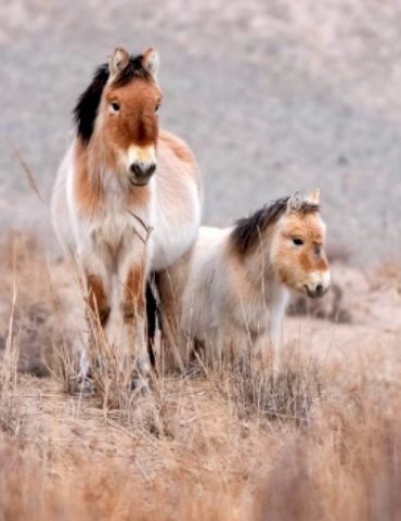 earth-day-2026:-the-planet-has-experienced-several-environmental-wins-in-recent-months