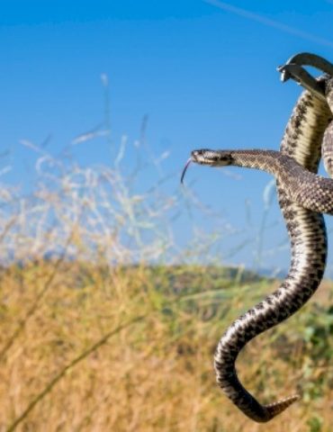 78-year-old-woman-dies-from-snake-bites-in-northern-california:-sheriff