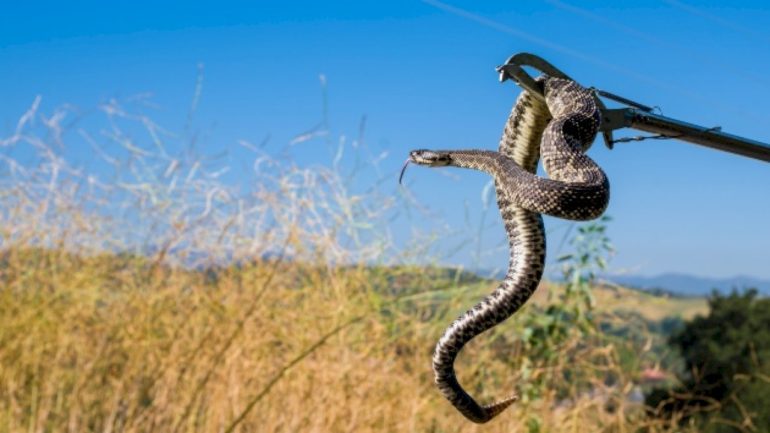 78-year-old-woman-dies-from-snake-bites-in-northern-california:-sheriff