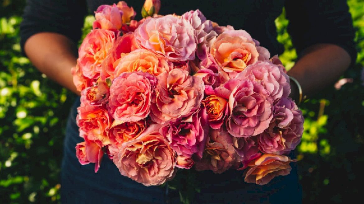 shania-twain’s-hybrid-tea-rose-is-ready-for-spring
