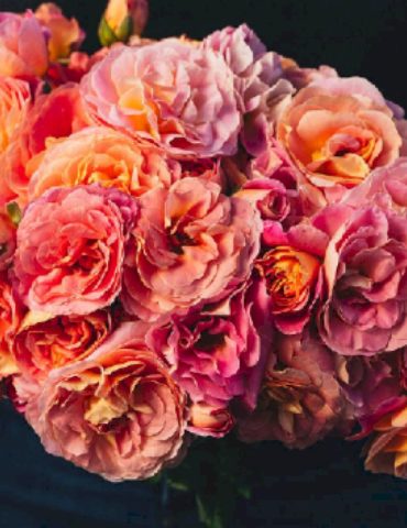 shania-twain’s-hybrid-tea-rose-is-ready-for-spring