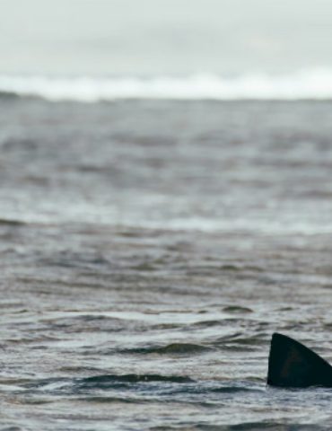 white-shark-reported-off-east-coast-in-nj-and-ny