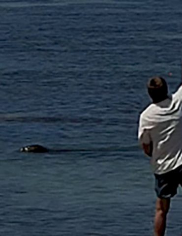 tourist-charged-after-allegedly-throwing-rock-at-endangered-seal-in-hawaii