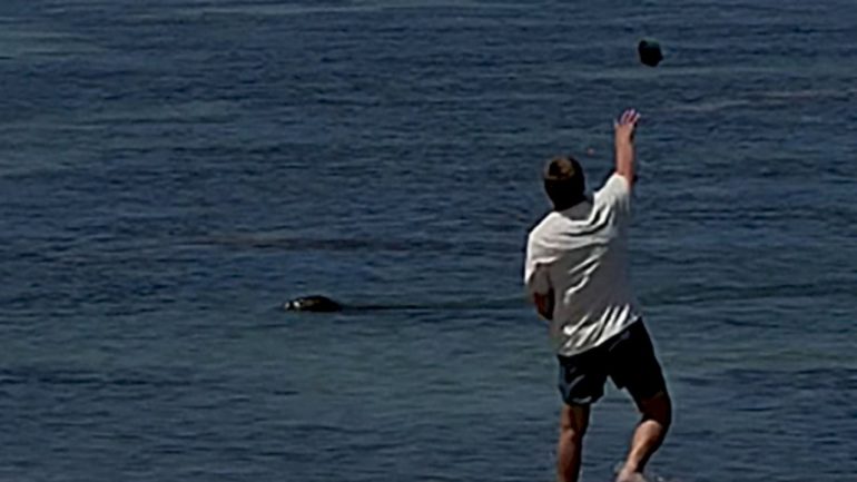 tourist-charged-after-allegedly-throwing-rock-at-endangered-seal-in-hawaii