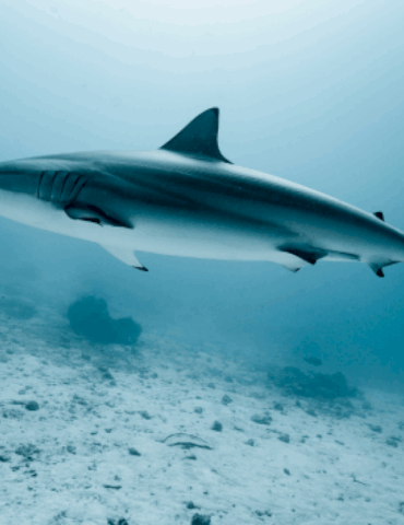 there-are-going-to-be-more-shark-sightings-in-the-coming-months,-scientists-say
