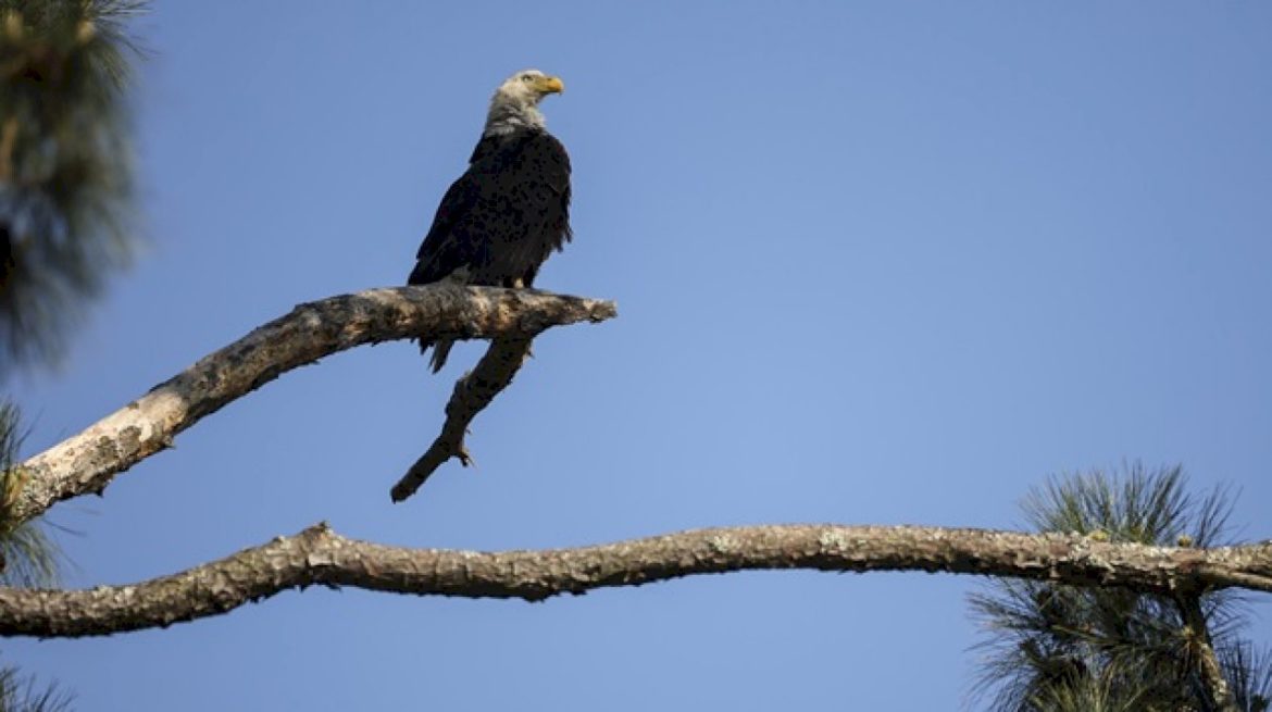 man-admits-to-shooting-bald-eagle,-could-face-prison-time