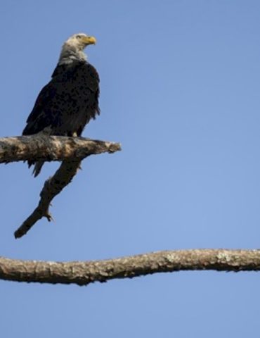 man-admits-to-shooting-bald-eagle,-could-face-prison-time