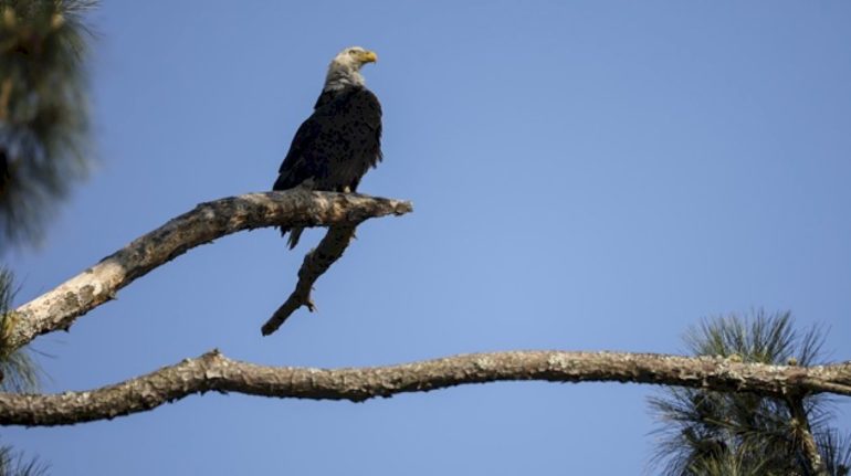 man-admits-to-shooting-bald-eagle,-could-face-prison-time