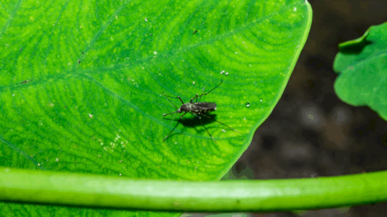 texas-reports-state’s-1st-human-case-of-west-nile-virus-this-year