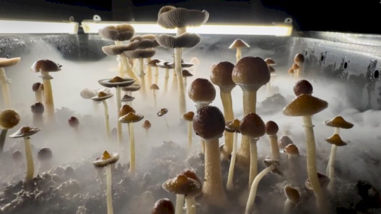 fda-issues-vouchers-to-3-companies-to-help-fast-track-review-of-potential-psychedelic-medications