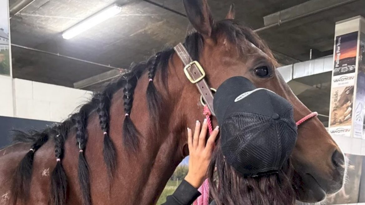 teenage-girl-accused-of-stabbing-3-horses-due-in-court
