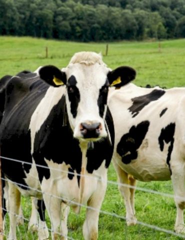 usda-confirms-detection-of-new-world-screwworm-in-texas