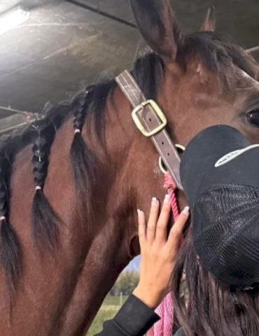 teenage-girl-accused-of-stabbing-3-horses-appears-in-juvenile-court